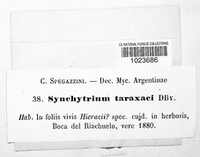 Synchytrium taraxaci image